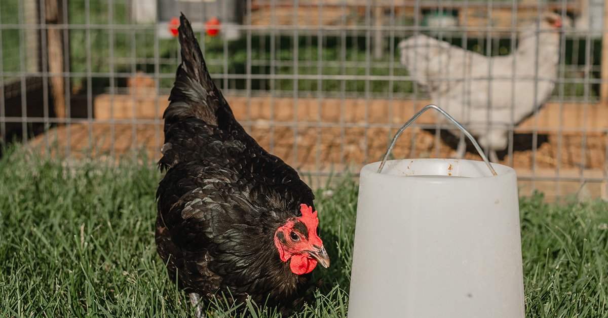 barred rock hen eating chicken feed with lavender orphington hen in another coop