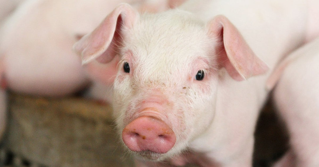 LifeGuard® Swine- What Is It and How Does It Help Your Pig?