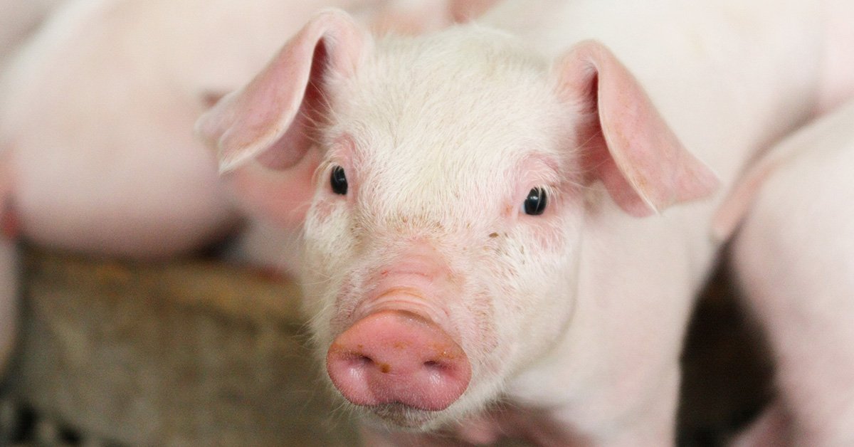 piglet in a commercial pig barn