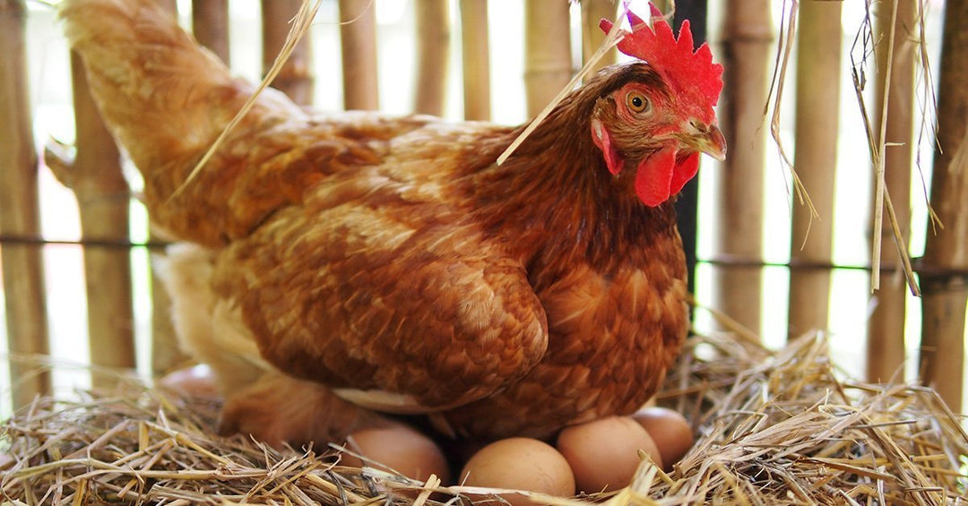 Proven Ways to Help Your Chickens Lay More Eggs