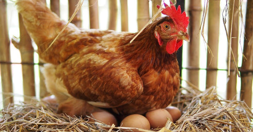 Egg-Laying Explained: How Many Eggs Chickens Lay Daily | Kalmbach Feeds®