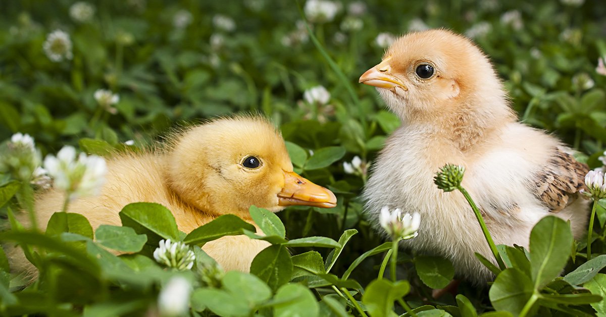 a chick and a duckling in a field of clover