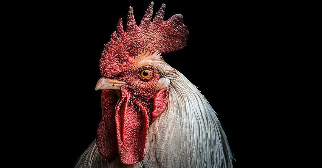 Rooster Nutrition 101: What to Feed Roosters