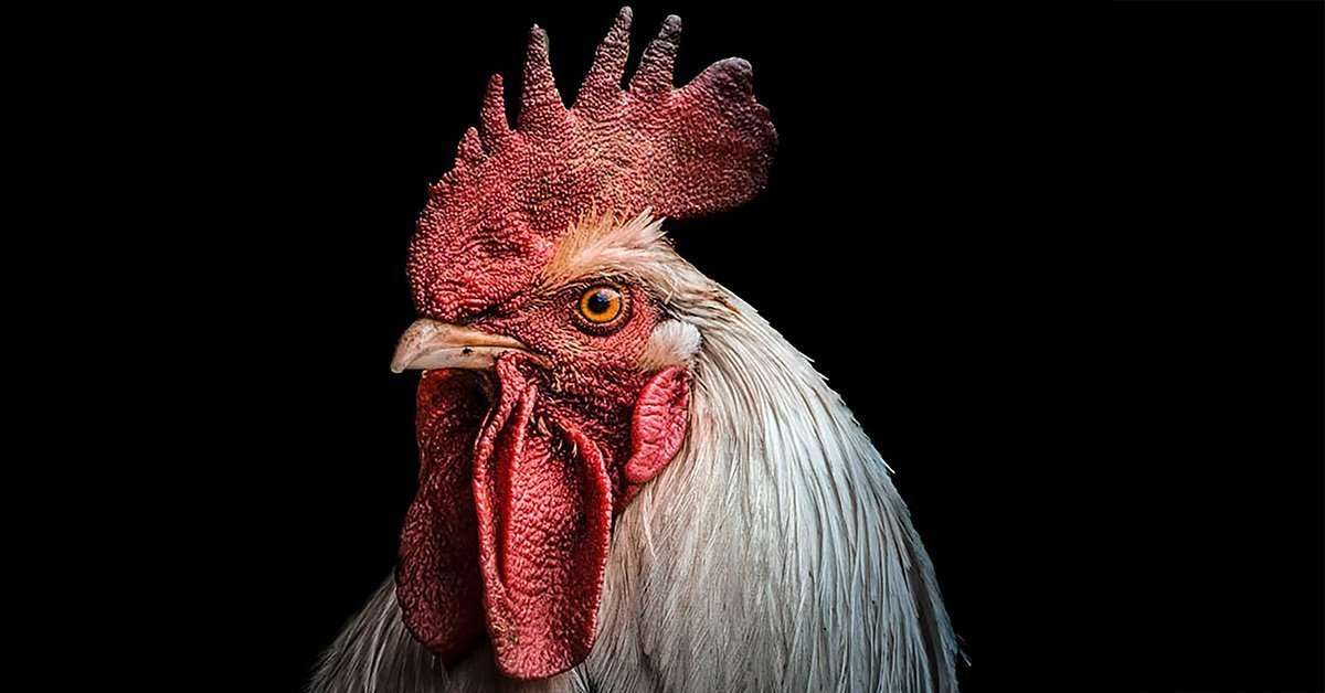 a rooster