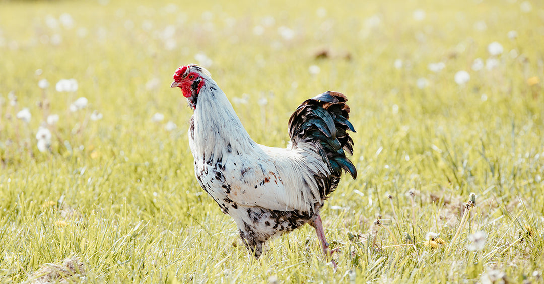 Roosters – What to Expect with the Onset of Spring