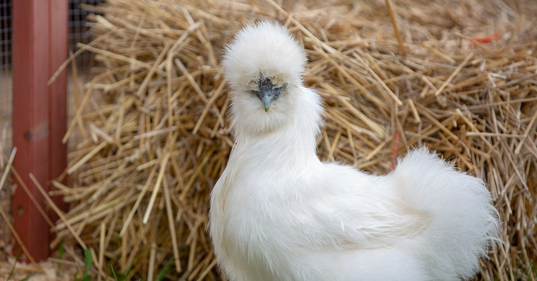 The Ins and Outs of Feeding Silkies