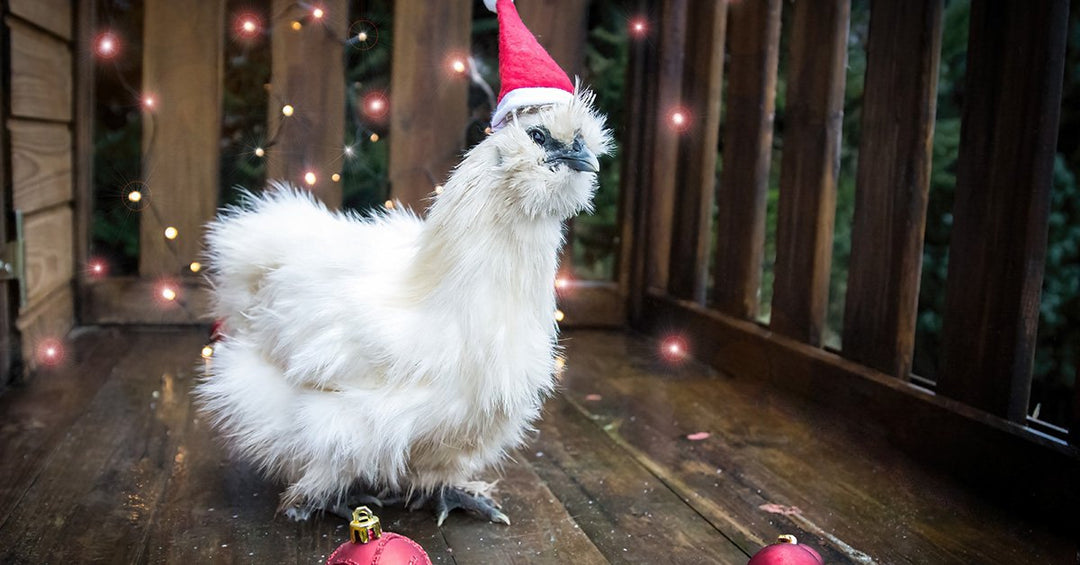 Winter Treats and Holiday Goodies for Your Flock