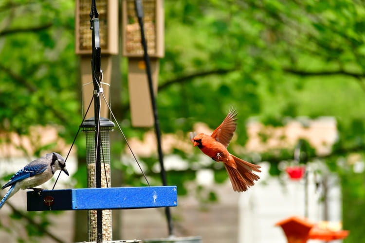 northern cardinal on a feeder