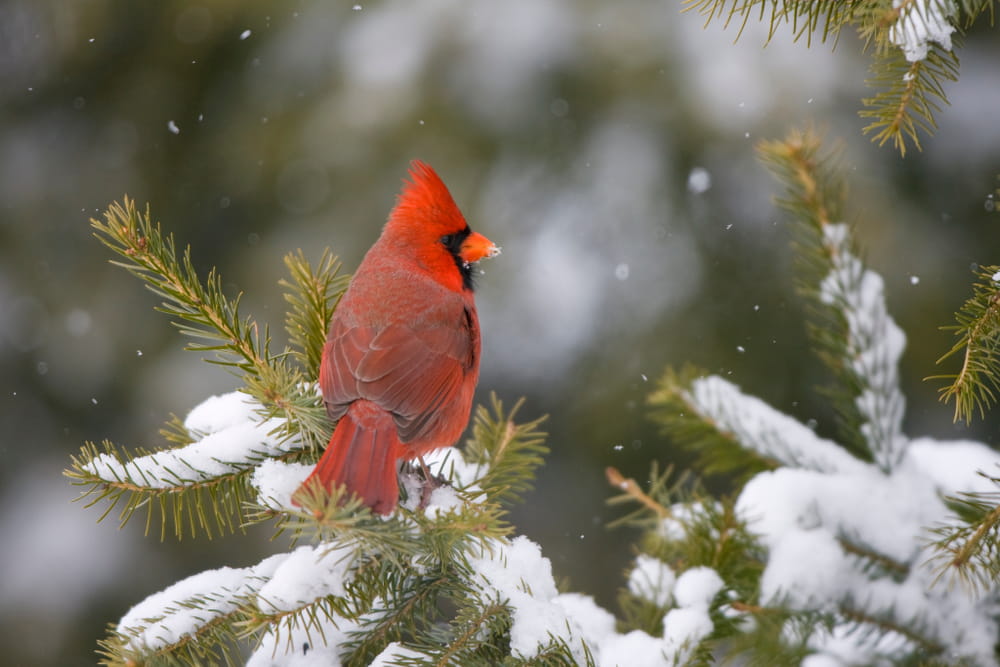 The Best Wild Bird Food for Winter and Cold Weather Feeding Tips