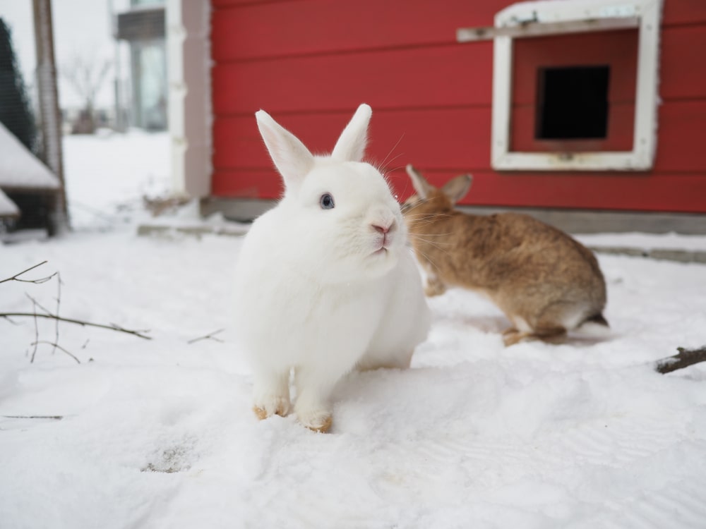 Cold Weather Care for Outdoor Rabbits
