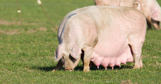 Pregnant Pig Care Tips for Healthy Sows and Piglets