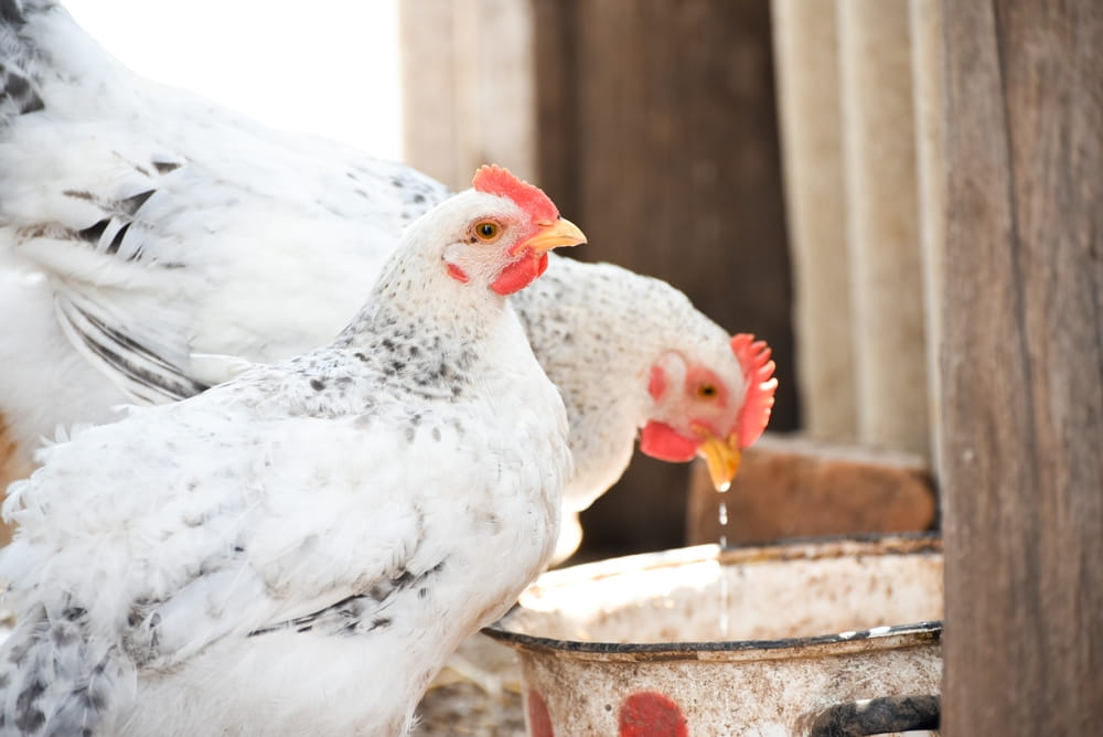 chickens eating and drinking water