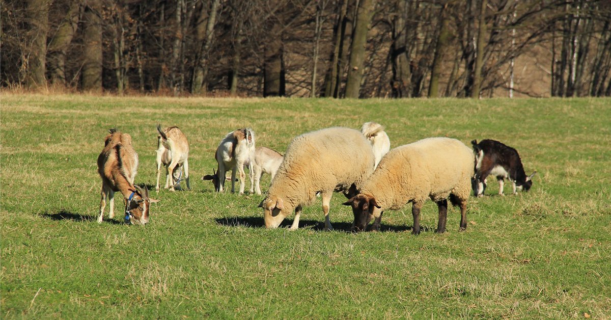 sheep and goats eating grass on pasture