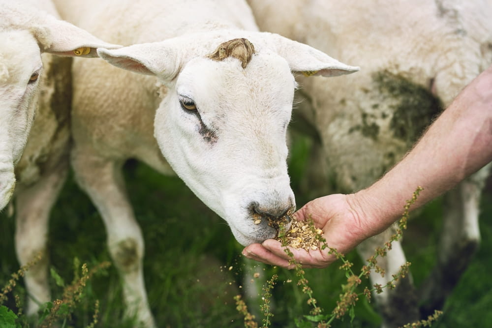 How to Improve Livestock Digestive Health Using Feed, Probiotics & Nutrition