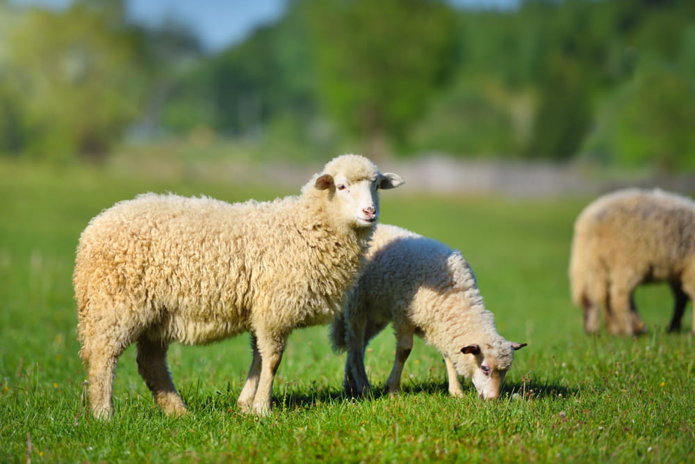 Sheep Body Condition Score: How to Assess and Why It Matters