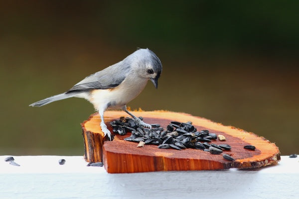 What Makes Wild Bird Foods Featuring Black Oil Sunflower Seeds a Fall Favorite?
