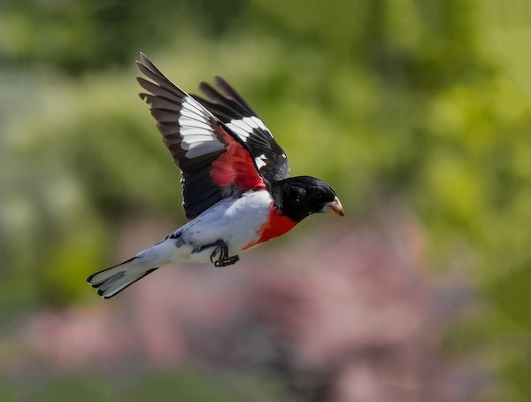 Why High-Fat Wild Bird Food Matters During Fall Migration