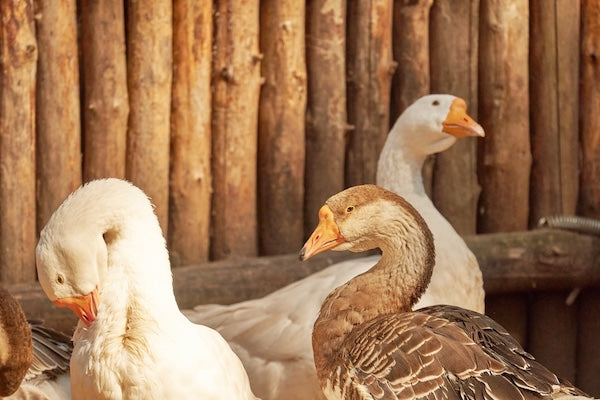 A Beginner's Guide To Raising Geese: Care, Feeding, and Housing Tips