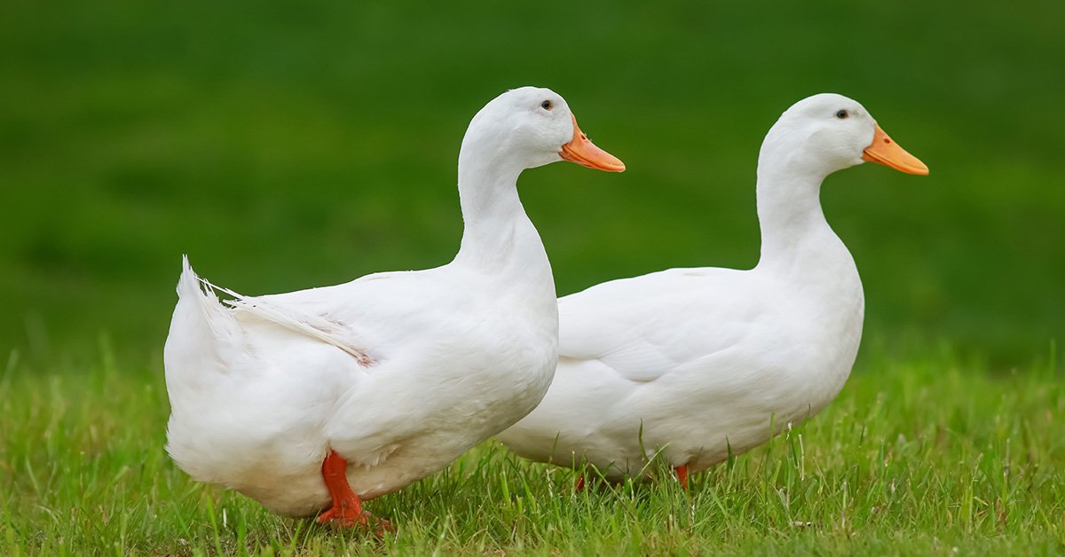 two white ducks in grass