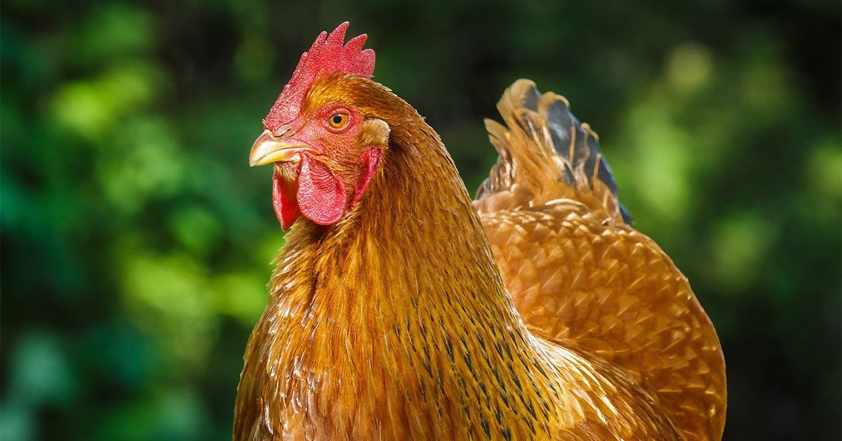 up-close photo of red chicken