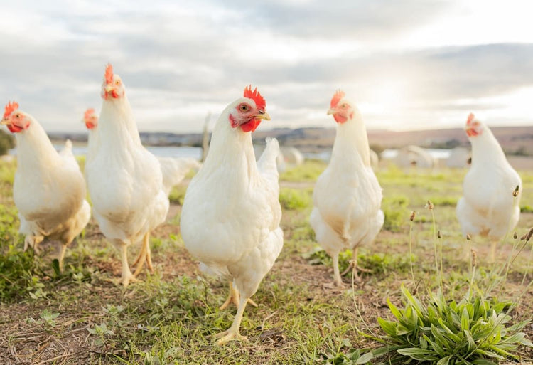 Free-Range Chicken Care: Expert Tips for a Thriving Flock – Kalmbach Feeds® - Free Range Chicken Care Tips