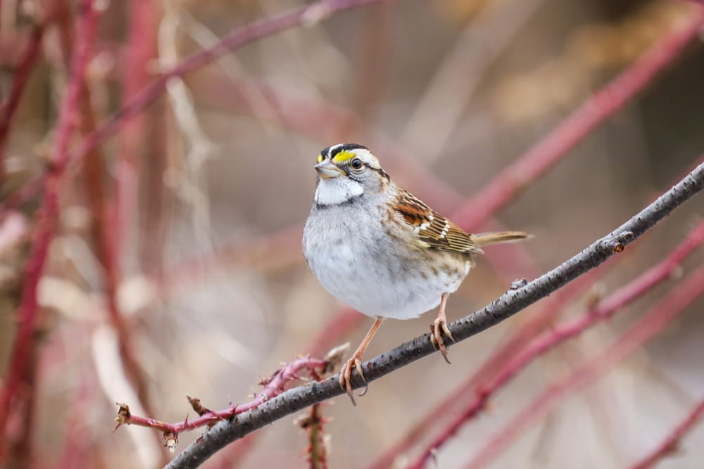 How To Support Wild Bird Migration With The Right Wild Bird Food