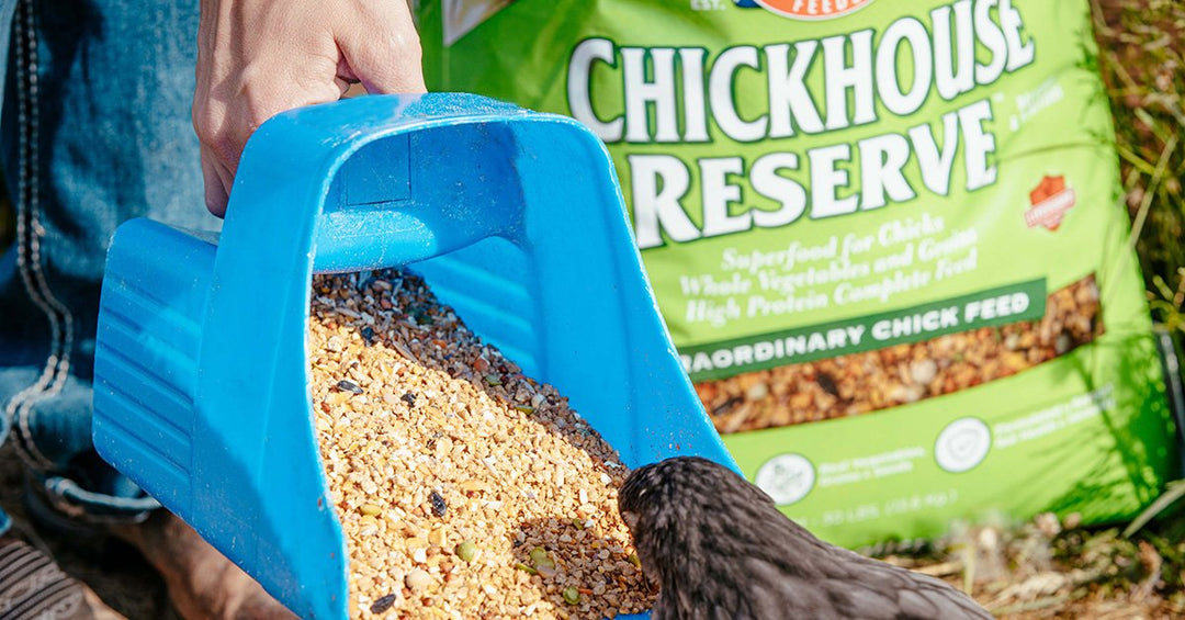Why You Should Choose Kalmbach® Chicken Feeds