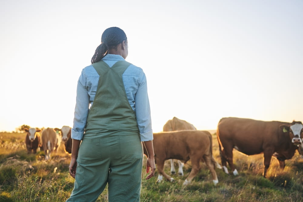 farmer and cattle in countryside on a grass field
