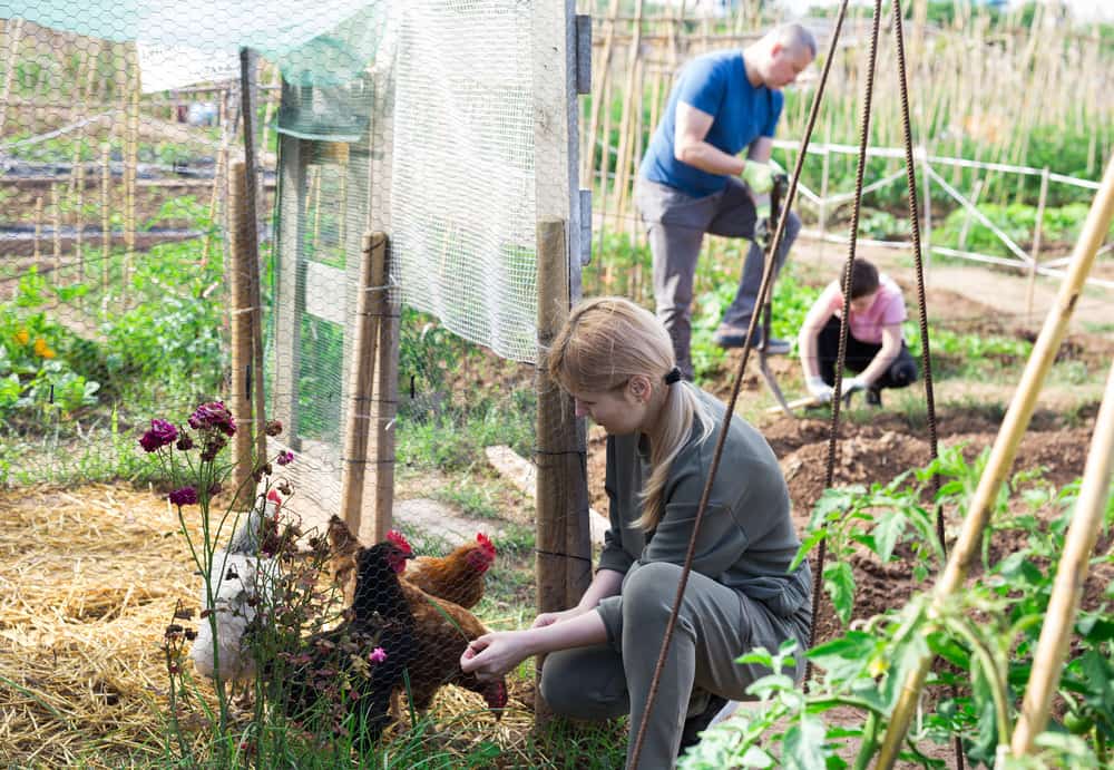 woman feeding domestic chickens in small henhouse