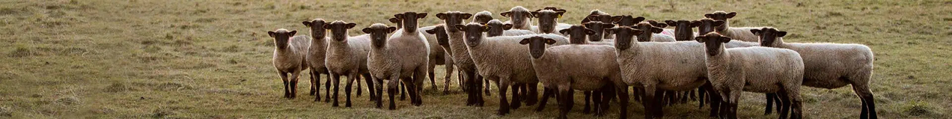 Lamb and Sheep Feed & Supplements