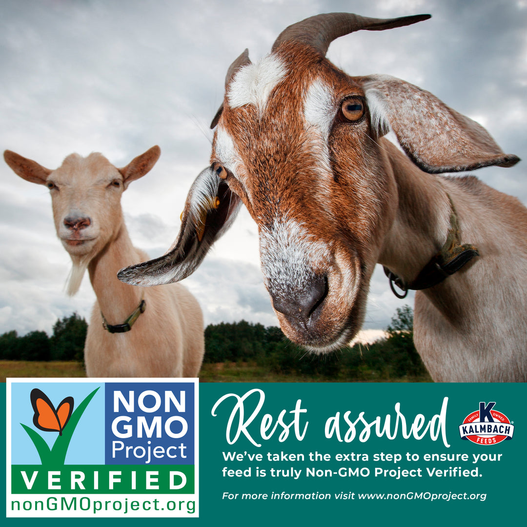 16% Goat Pellet (Non-GMO)