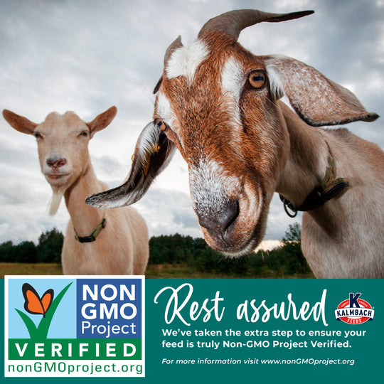16% Goat Pellet (Non-GMO)