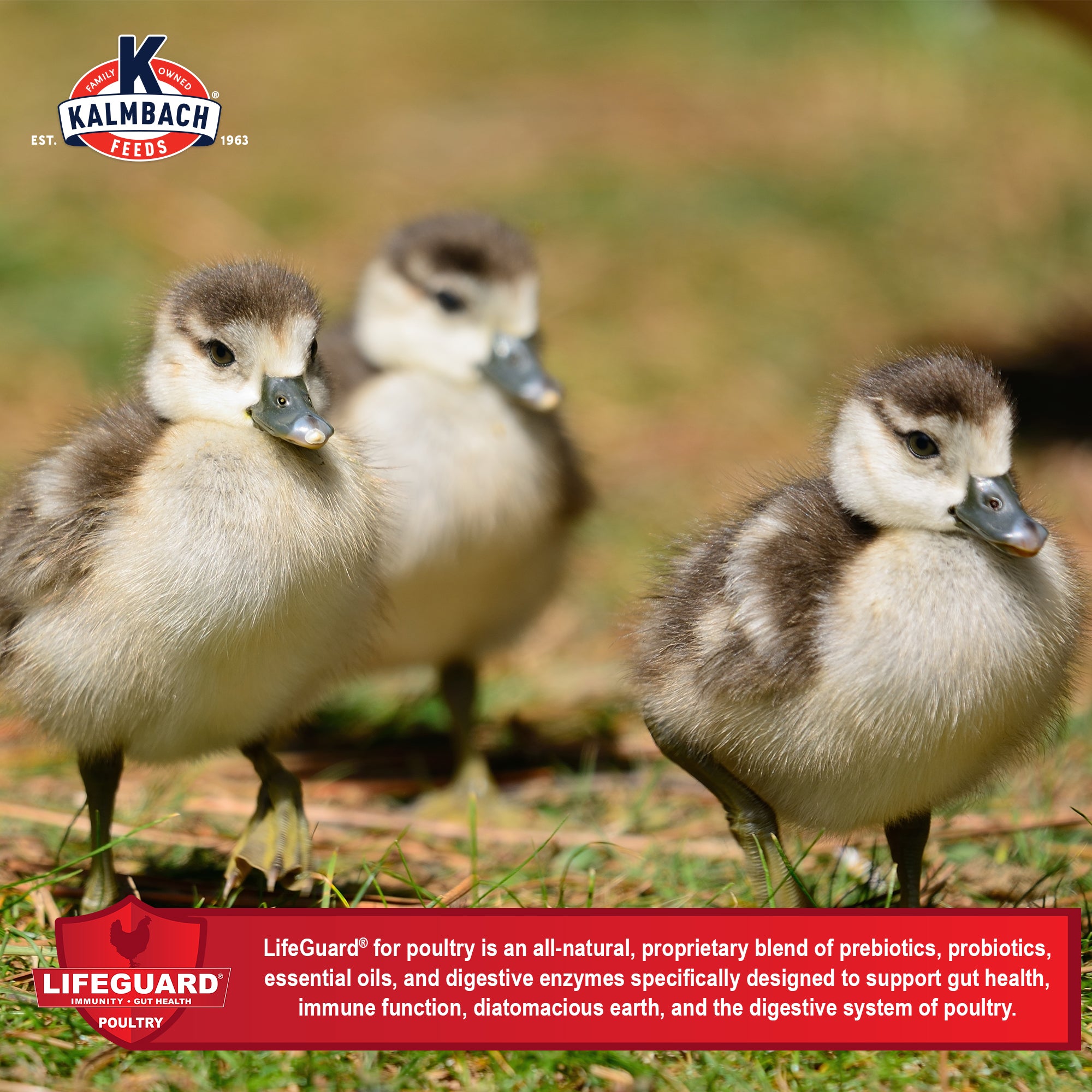 20% Flock Maker® (Pellet) – Kalmbach Feeds®