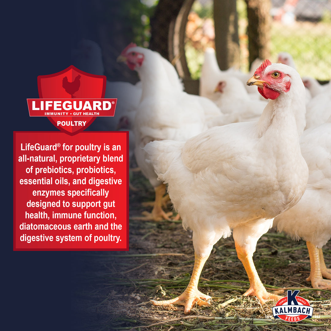 22% Start-To-Finish Meatbird Feed