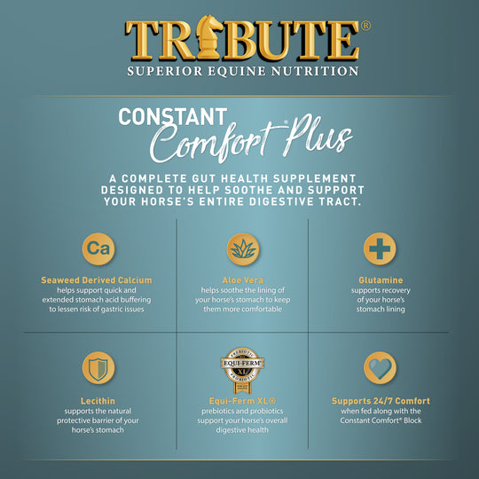 Constant Comfort® Plus