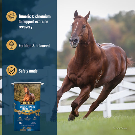 Essential K® Rebuild