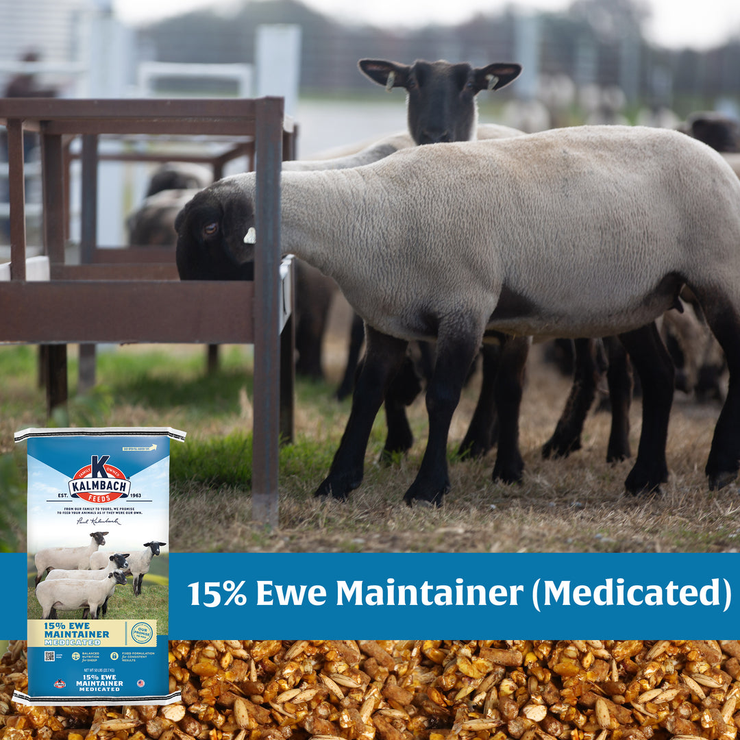 15% Ewe Maintainer (Medicated)