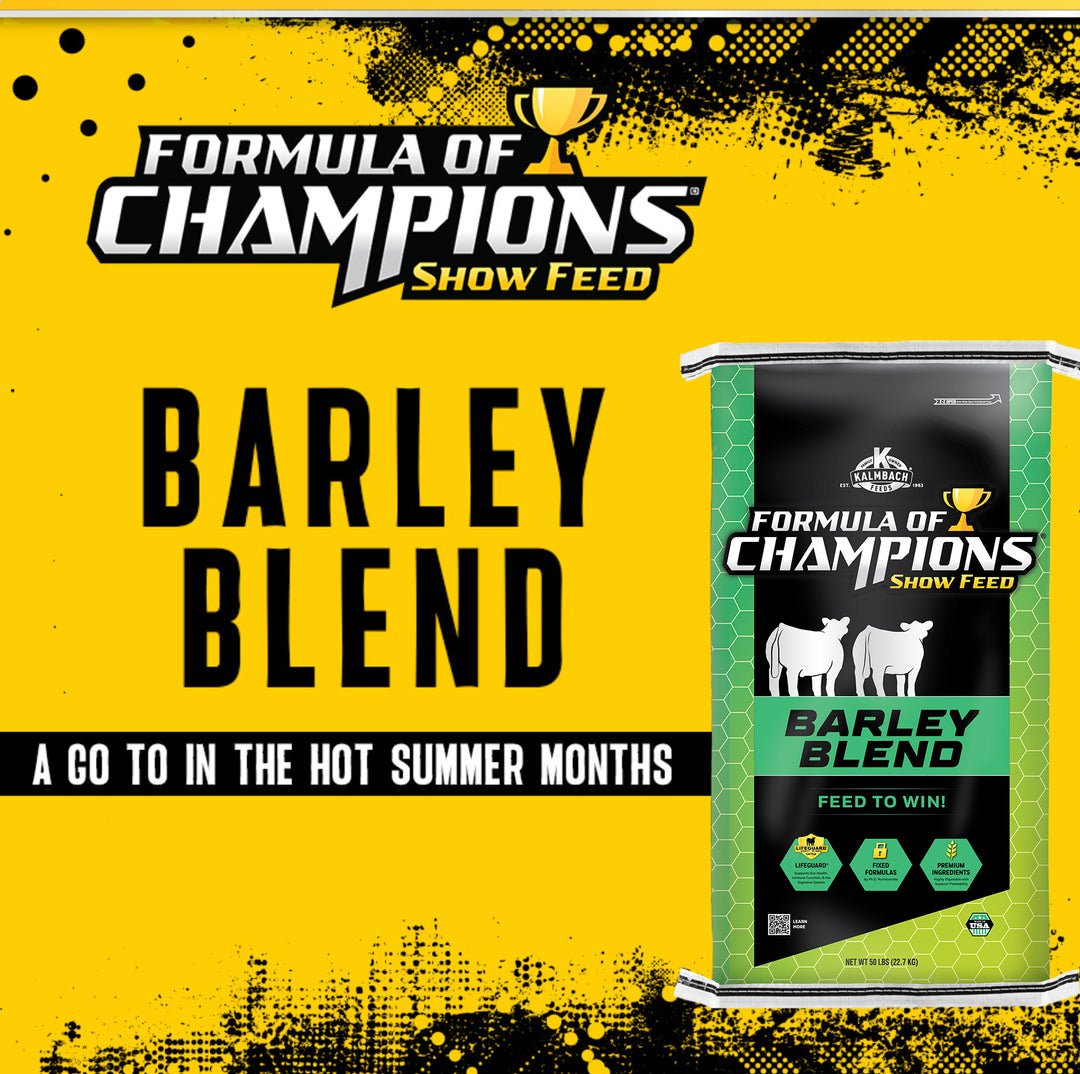 Barley Blend Show Cattle Feed