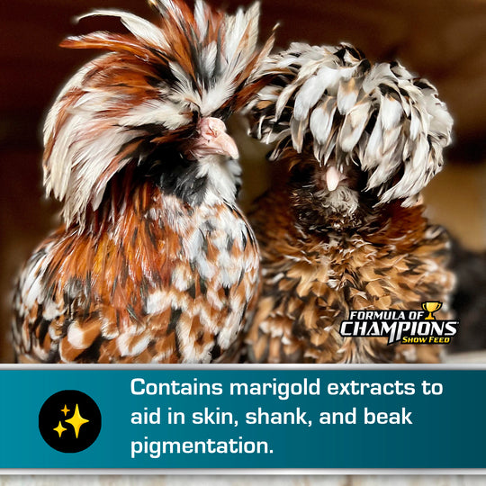 Fancy & Feathered® Feed for Show Birds