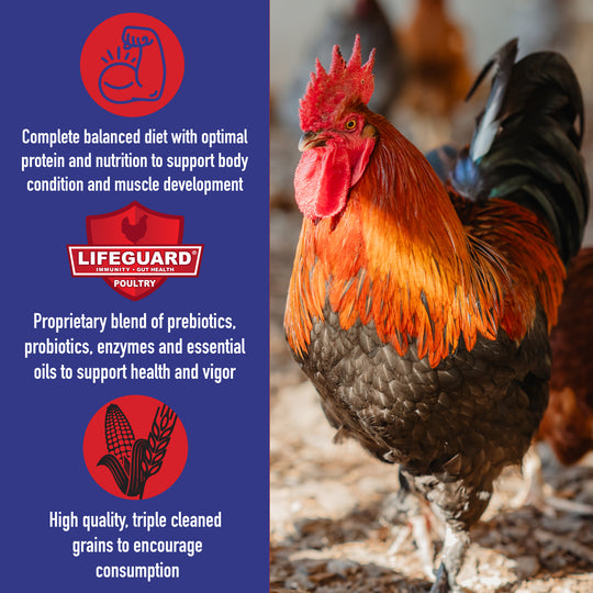 Game Time Elite 18% Gamecock Conditioner