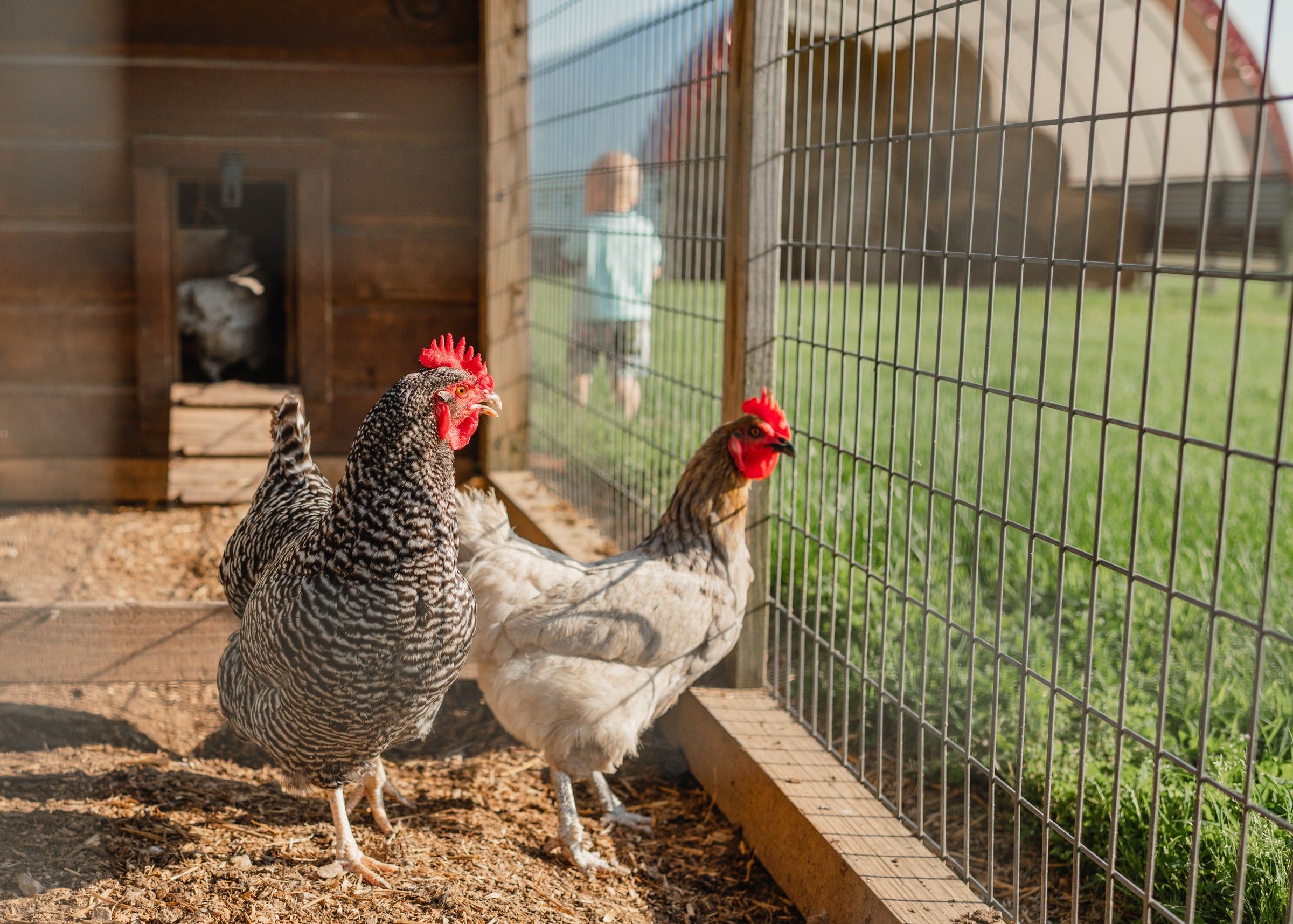 Three chickens in a coop with a view of a person and barn in the background.