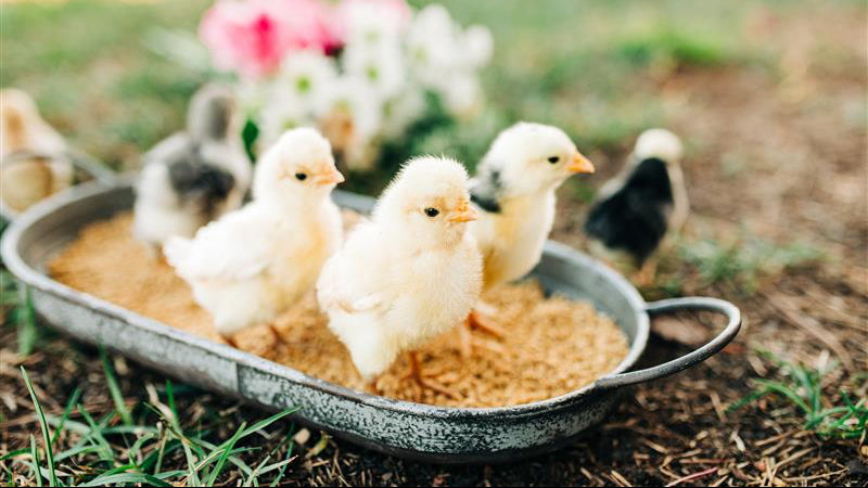 BM Chick Planning Resources – Kalmbach Feeds®