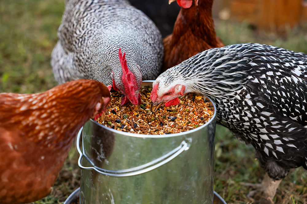Hens eating Kalmbach Feeds Henhouse Reserve with Crumbles in a chicken feeder.