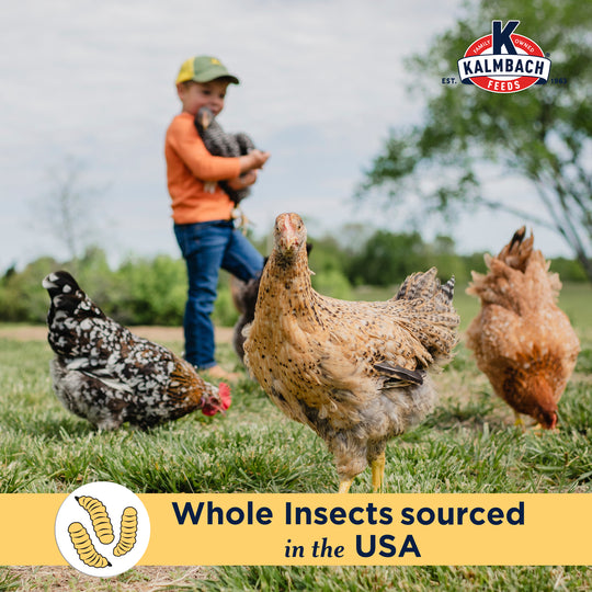 Henhouse Reserve Love Bug™ for Chickens and Poultry