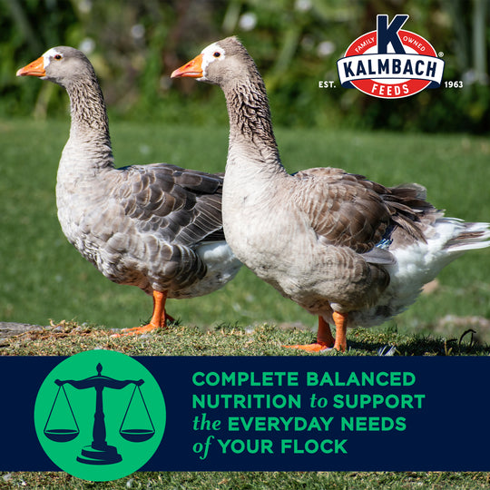 16% Flock Maintainer® (Non-GMO Pellet)