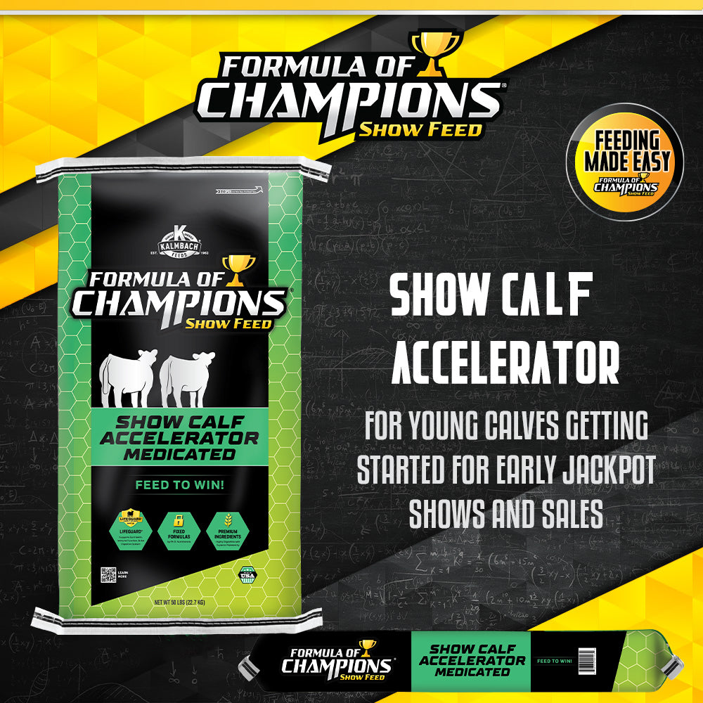 Show Calf Accelerator Cattle Feed