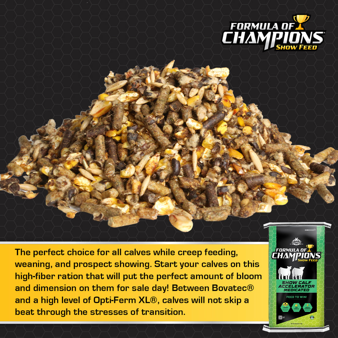 Show Calf Accelerator Cattle Feed