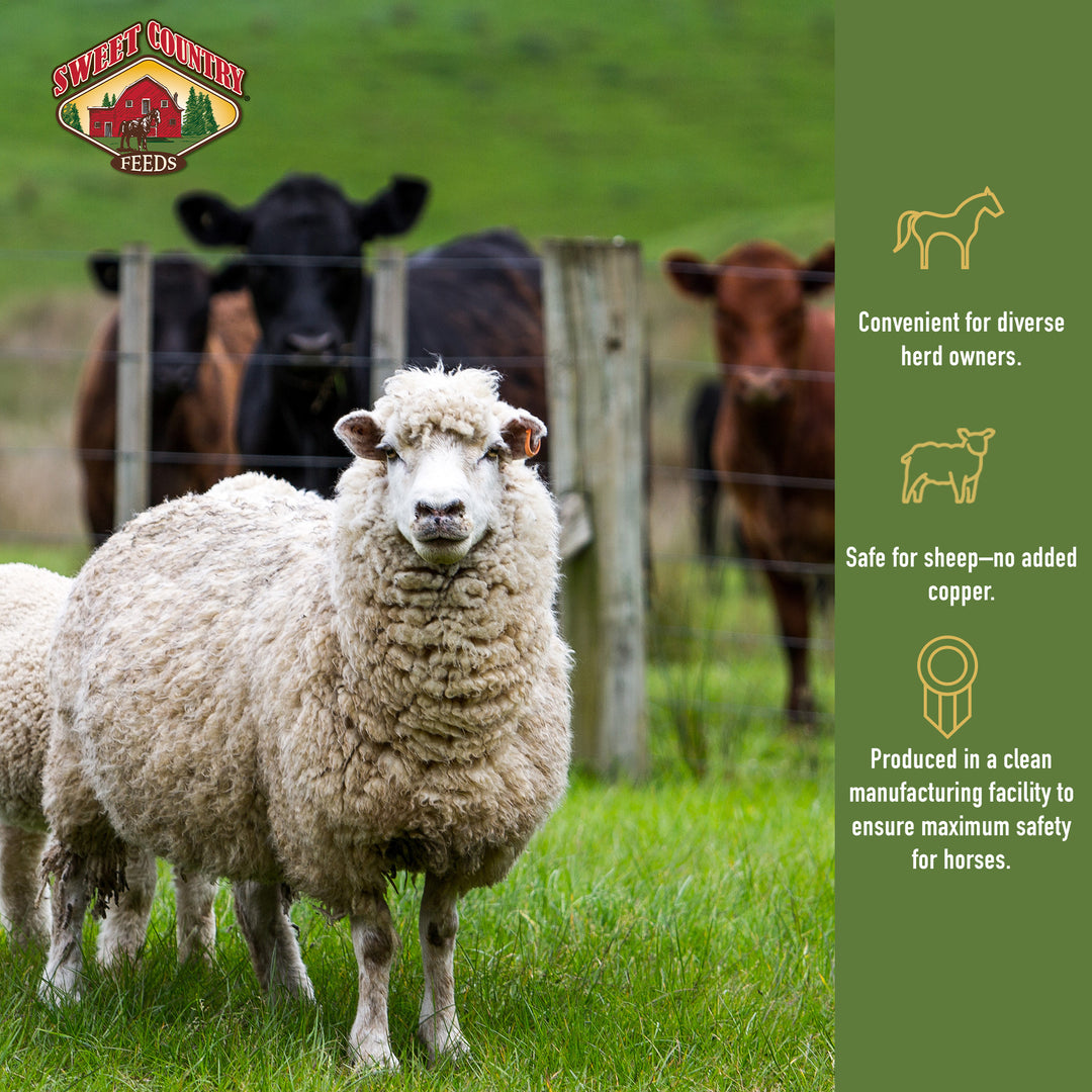 sheep standing with cows