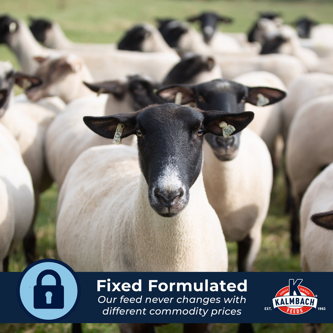 15% Ewe Maintainer