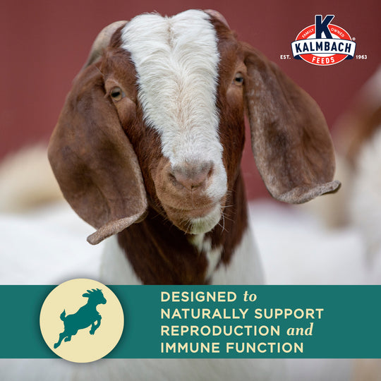 Goat with product description